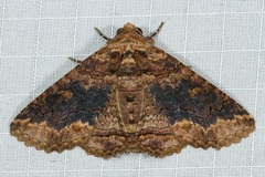 Pericyma cruegeri