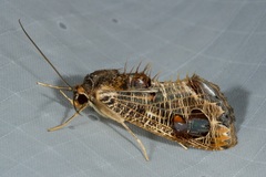 Pilipectus cyclopis