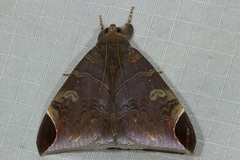 Pindara illibata
