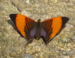 Marpesia marcella valetta