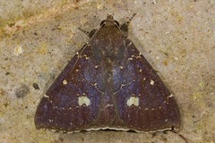 Platyja minutipuncta