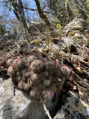 Mammillaria erythrosperma