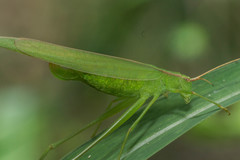 Hyperophora major