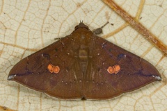 Platyja umminia