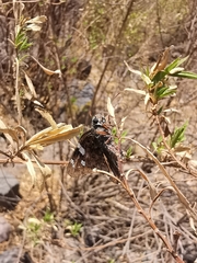 Codatractus arizonensis