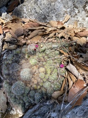 Mammillaria erythrosperma