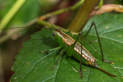 Conocephalus ochrotelus