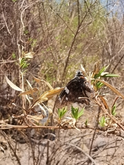 Codatractus arizonensis