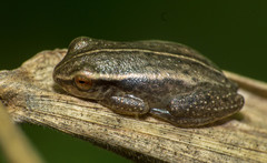 Dendropsophus sanborni