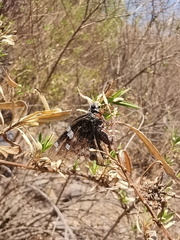 Codatractus arizonensis