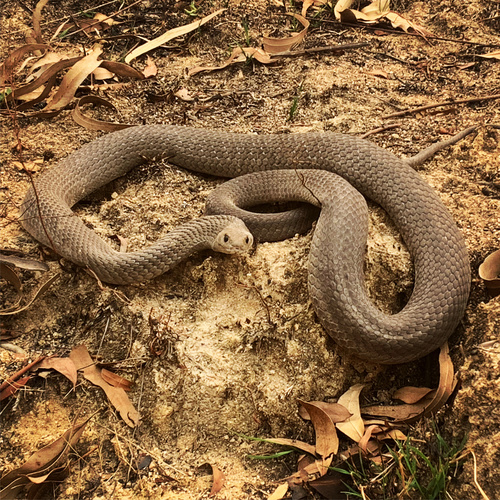 Eastern Brown Snake sighting