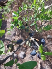 Forestiera phillyreoides