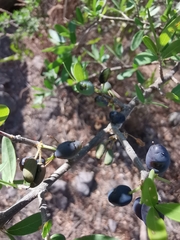 Forestiera phillyreoides