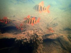 Banded Distichodus photo 4
