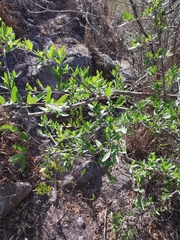 Forestiera phillyreoides