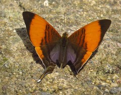 Marpesia marcella valetta