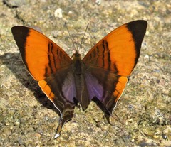 Marpesia marcella valetta