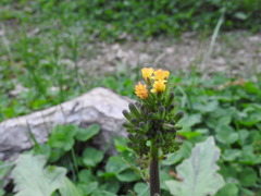 Youngia thunbergiana
