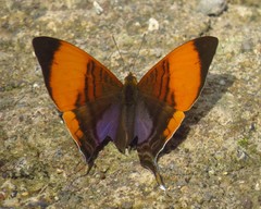 Marpesia marcella valetta