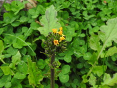Youngia thunbergiana