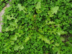 Youngia thunbergiana