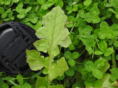 Youngia thunbergiana