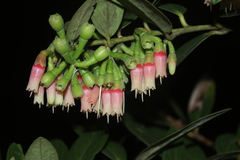 Macleania hirtiflora