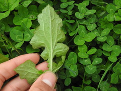 Youngia thunbergiana