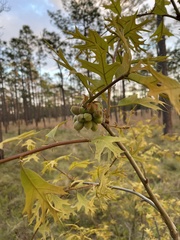 Andricus quercusformosus