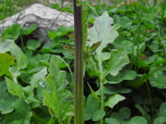 Youngia thunbergiana