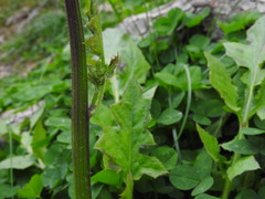 Youngia thunbergiana