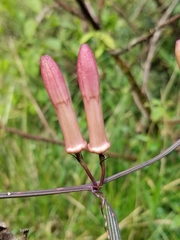 Passiflora hyacinthiflora