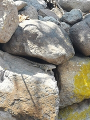 Sceloporus spinosus