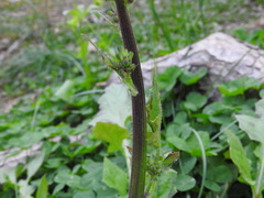 Youngia thunbergiana