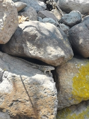 Sceloporus spinosus