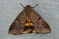 Thyas coronata