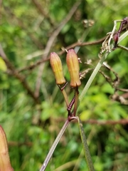 Passiflora hyacinthiflora