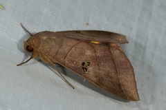 Thyas coronata