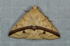 Ugia eugrapha