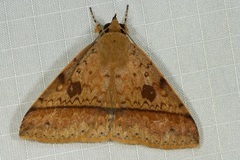 Ugia serrilinea