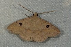 Ugia signifera