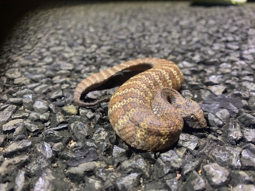 Photo of a Northern Death Adder (Acanthophis praelongus)