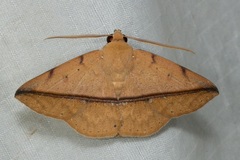 Ugia sundana