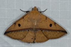 Ugia sundana