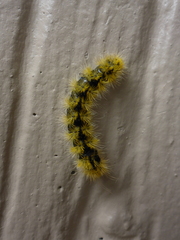 Lophocampa argentata