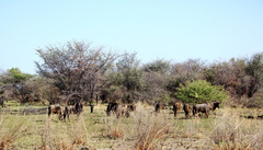 Connochaetes taurinus