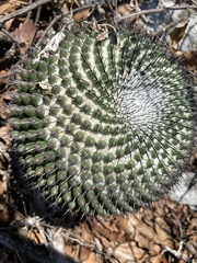 Mammillaria orcuttii