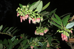 Macleania hirtiflora