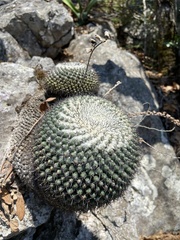 Mammillaria orcuttii