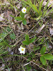 Fragaria vesca bracteata